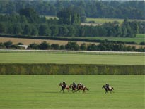 Racehorses exercising on the gallops