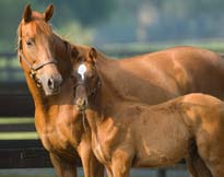 Thoroughbred broodmare and foal