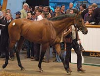 Thoroughbred racehorse in the sales ring