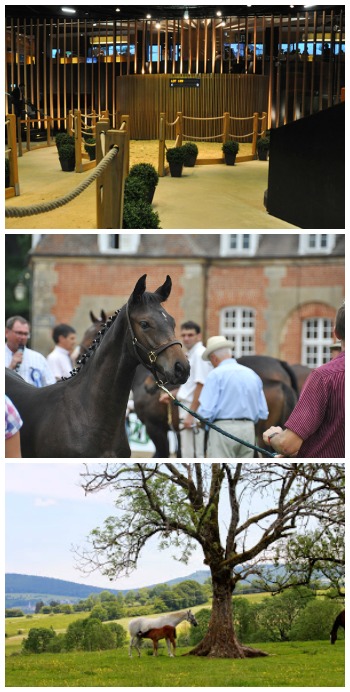 France racehorse sales photo collage