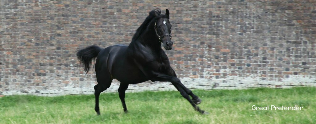BLack Thoroughbred stallion galloping in field