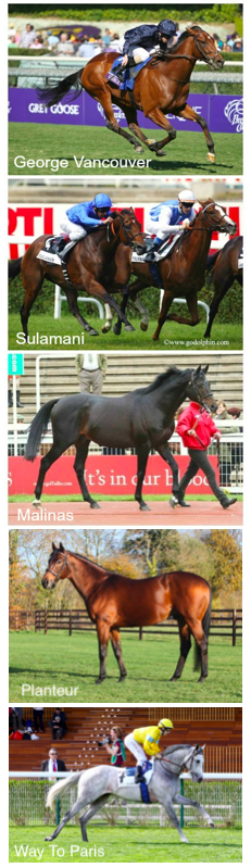 Three thoroughbred horses George Vancouver, Sulamani and Malinas