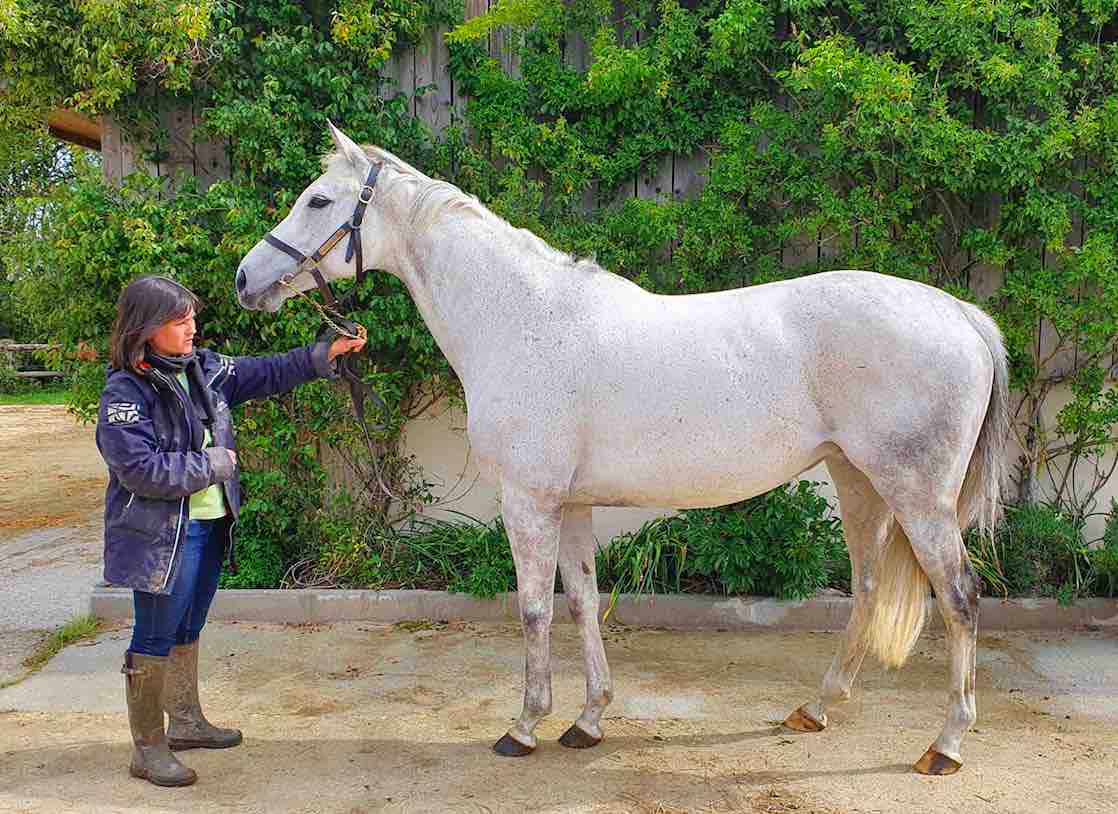 Three thoroughbred horses George Vancouver, Sulamani and Malinas